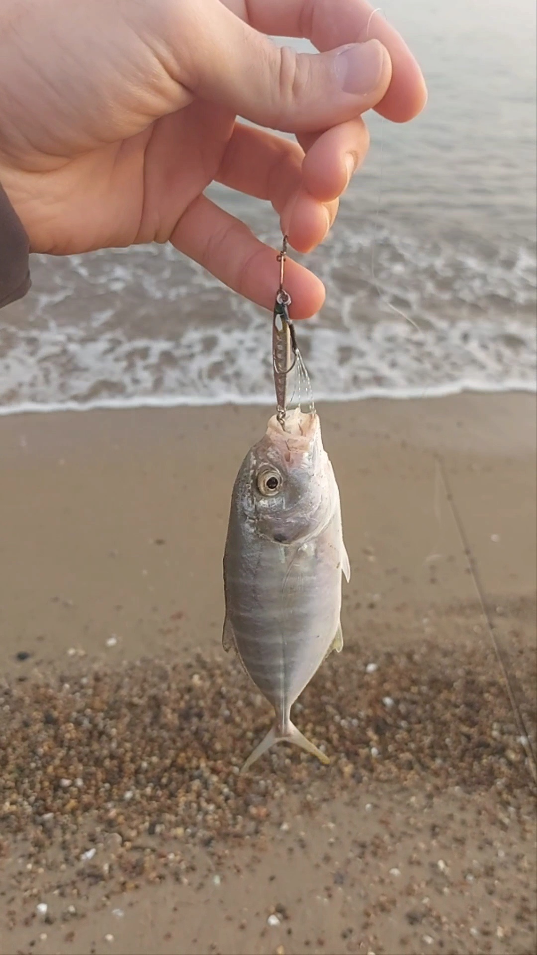 Carango mediterraneo (Caranx crysos)